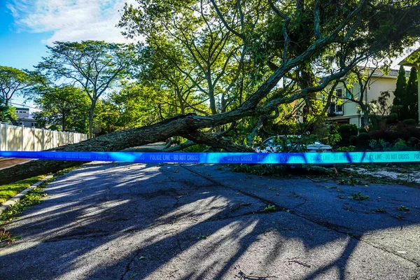 Fallen Trees Damaged Power Lines Sidewalk Car Aftermath Severe Weather — Stock Photo, Image