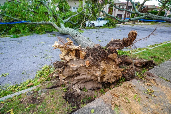 Árvores Caídas Danificaram Linhas Energia Calçada Carro Rescaldo Tempo Severo — Fotografia de Stock
