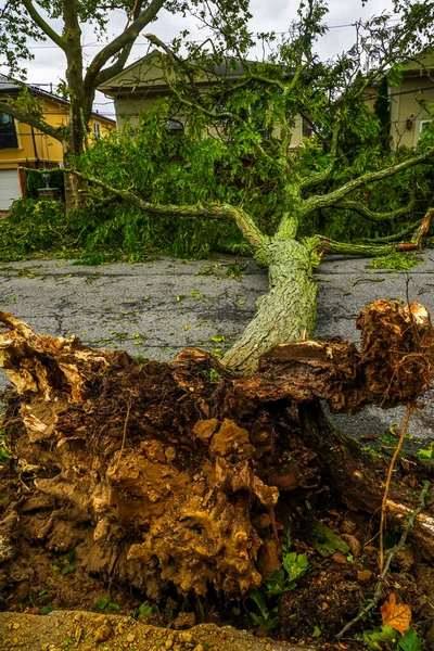 Fallen Trees Damaged Power Lines Sidewalk Car Aftermath Severe Weather — Stock Photo, Image