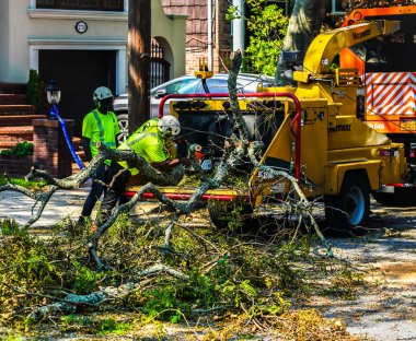 BROOKLYN, NEW YORK - 9 Ağustos 2020: New York City Park ekibi düşen bir ağacı kaldırmak için çalışıyor ve New York City 'deki tropikal fırtına Isaias' ı vurduğunda şiddetli hava durumunu temizliyor 