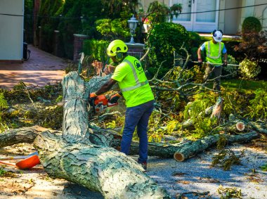 BROOKLYN, NEW YORK - 9 Ağustos 2020: New York City Park ekibi düşen bir ağacı kaldırmak için çalışıyor ve New York City 'deki tropikal fırtına Isaias' ı vurduğunda şiddetli hava durumunu temizliyor 
