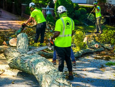 BROOKLYN, NEW YORK - 9 Ağustos 2020: New York City Park ekibi düşen bir ağacı kaldırmak için çalışıyor ve New York City 'deki tropikal fırtına Isaias' ı vurduğunda şiddetli hava durumunu temizliyor 