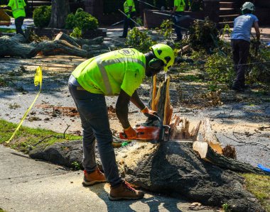 BROOKLYN, NEW YORK - 9 Ağustos 2020: New York City Park ekibi düşen bir ağacı kaldırmak için çalışıyor ve New York City 'deki tropikal fırtına Isaias' ı vurduğunda şiddetli hava durumunu temizliyor 