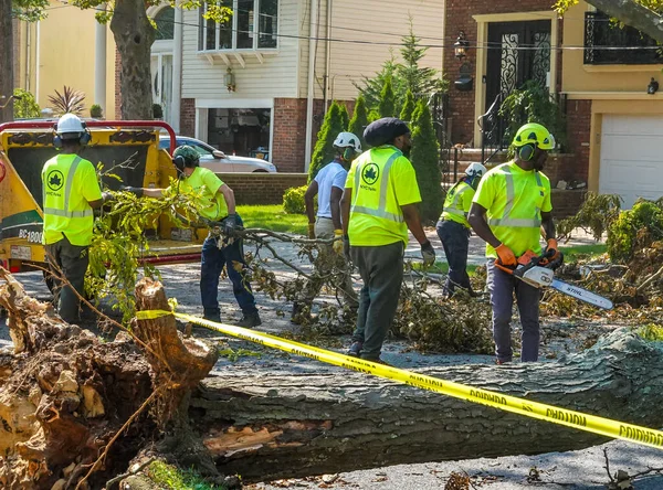 BROOKLYN, NEW YORK - 9 Ağustos 2020: New York City Park ekibi düşen bir ağacı kaldırmak için çalışıyor ve New York City 'deki tropikal fırtına Isaias' ı vurduğunda şiddetli hava durumunu temizliyor 