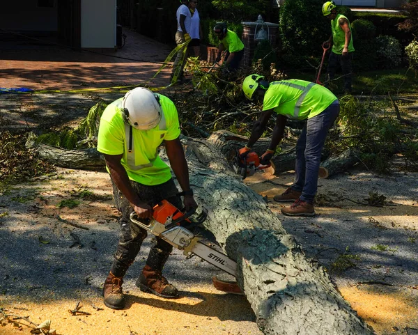 BROOKLYN, NEW YORK - 9 Ağustos 2020: New York City Park ekibi düşen bir ağacı kaldırmak için çalışıyor ve New York City 'deki tropikal fırtına Isaias' ı vurduğunda şiddetli hava durumunu temizliyor 