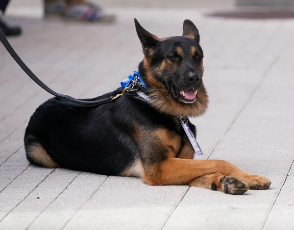 Polis Köpeği New York Güvenlik Sağlıyor — Stok fotoğraf