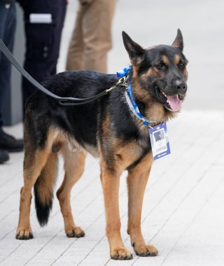 NEW YORK - 27 AĞUSTOS 2019: NYPD Ulaşım Bürosu K-9 köpeği New York 'ta ABD Açık 2019 yılında Ulusal Tenis Merkezi' nde güvenlik sağlıyor