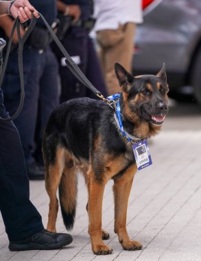 NEW YORK - 27 AĞUSTOS 2019: NYPD Ulaşım Bürosu K-9 köpeği New York 'ta ABD Açık 2019 yılında Ulusal Tenis Merkezi' nde güvenlik sağlıyor