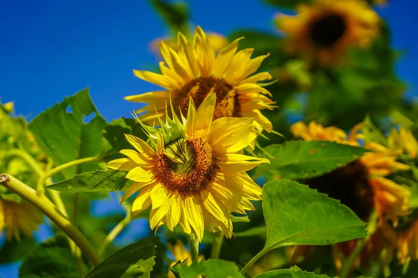 Hermosos Girasoles Campo Con Cielo Azul Brillante — Foto de Stock