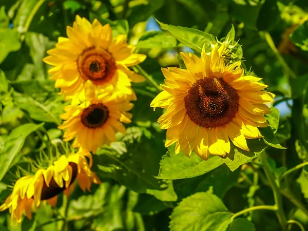 Schöne Sonnenblumen Auf Dem Feld — Stockfoto