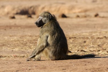 Erkek Chacma babunu Kruger Ulusal Parkı, Güney Afrika