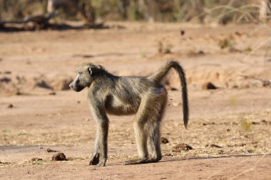 Güney Afrika Kruger Ulusal Parkı 'nda dişi Chacma babunu.