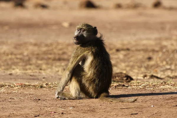 Babouin Femelle Chacma Dans Parc National Kruger Afrique Sud — Photo