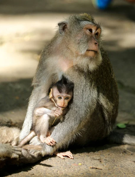 Singe Dans Sanctuaire Forêt Sacrée Bali Indonésie — Photo