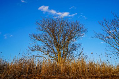 Atlantik sahilinde yabani otlar