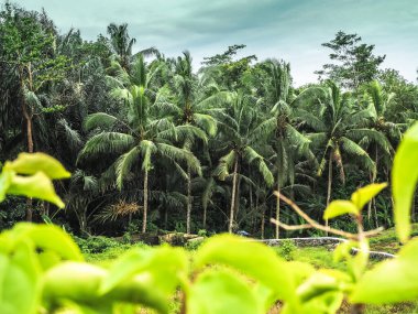 Palmiye ağaçları ve mavi gökyüzü ile tropikal manzara