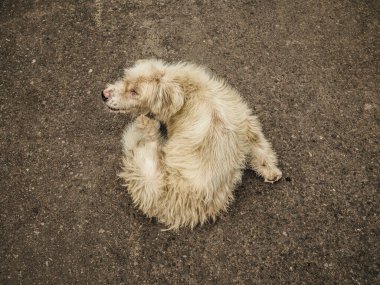 Köpek yerde uyuyor.