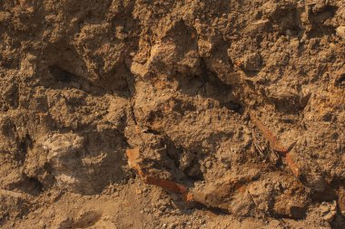 Kazı antik Yunan Medeniyeti. Şaraphane Byala antik kale içinde. Şarap depoları 5. yy.