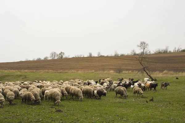 Una Mandria Capre Pecore Gli Animali Pascolano Nel Prato Pascoli — Foto Stock