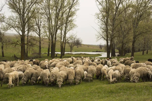 Uma Manada Cabras Ovelhas Animais Pastam Prado Pastagens Montanha Europa — Fotografia de Stock