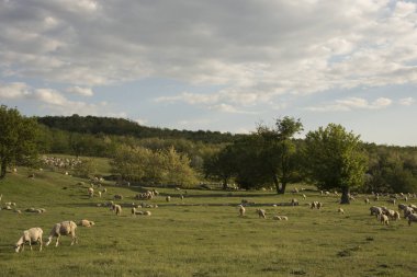 Keçi ve koyun sürüsü. Çayırda hayvan otlatmak. Avrupa'nın Dağ Meraları.