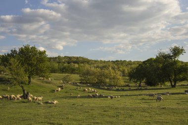 Keçi ve koyun sürüsü. Çayırda hayvan otlatmak. Avrupa'nın Dağ Meraları.
