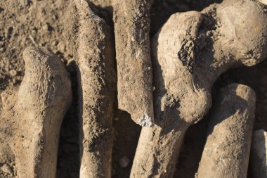 Osmanlı mirası. Yürütülen insanların mezar açma. Bender Kalesi ölüm kulede yakınındaki mezar. Türkler tarafından yürütülen insan kemikleri.