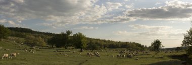 Keçi ve koyun sürüsü. Çayırda hayvan otlatmak. Avrupa'nın Dağ Meraları.