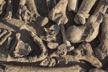 Osmanlı mirası. Yürütülen insanların mezar açma. Bender Kalesi ölüm kulede yakınındaki mezar. Türkler tarafından yürütülen insan kemikleri.