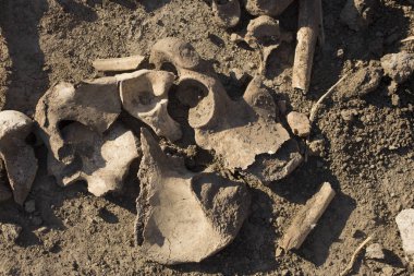 Osmanlı mirası. Yürütülen insanların mezar açma. Bender Kalesi ölüm kulede yakınındaki mezar. Türkler tarafından yürütülen insan kemikleri.