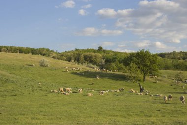 Keçi ve koyun sürüsü. Çayırda hayvan otlatmak. Avrupa'nın Dağ Meraları.