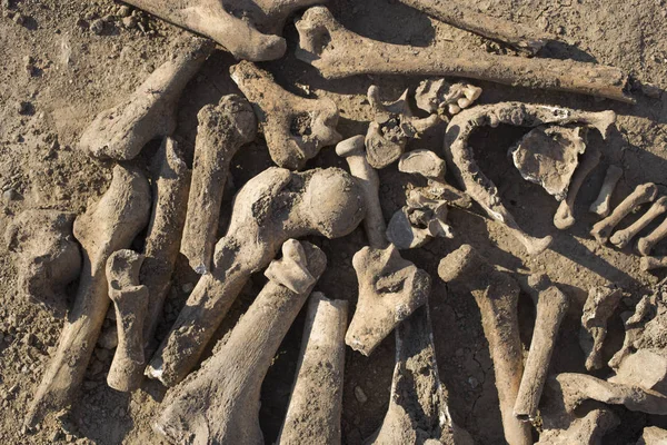 Osmanlı mirası. Yürütülen insanların mezar açma. Bender Kalesi ölüm kulede yakınındaki mezar. Türkler tarafından yürütülen insan kemikleri.