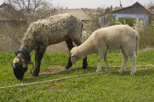 ひもに牧草地で羊を放牧します Strizhenoe ヨーロッパの村で家畜 仔羊の放牧の母と — ストック写真