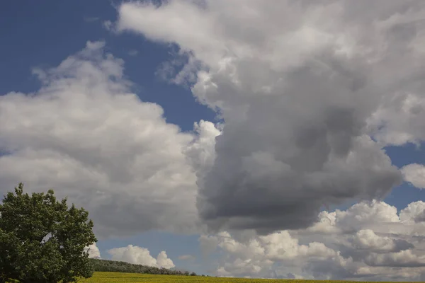 Felhők Felett Egy Mezőt Napraforgó — Stock Fotó