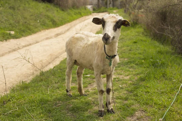 Πρόβατα Που Βόσκουν Ένα Λιβάδι Ένα Λουρί Στολισμένα Ζώα Που — Φωτογραφία Αρχείου