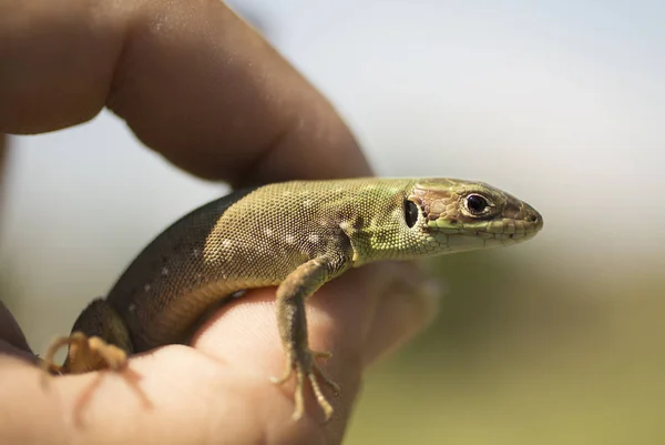 Catcher Lizards Small Reptile Moult Period — Stock Photo, Image