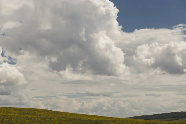 Clouds over a field with a sunflower.