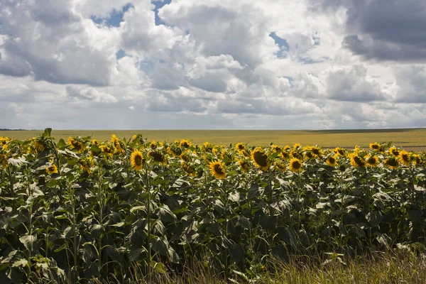 Clouds over a field with a sunflower.