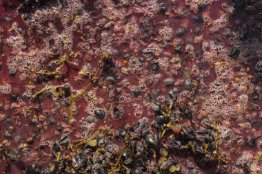 Şarap yapma. Şarap üretim teknolojisi. Şarap yapma halk geleneği. Moldova şarap üretimi. Üzüm işleme eski geleneği.