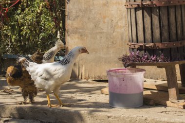 Şarap yapma. Şarap üretim teknolojisi. Şarap yapma halk geleneği. Moldova şarap üretimi. Üzüm işleme eski geleneği. Sıkacağı şarap basın için kullanılır. 
