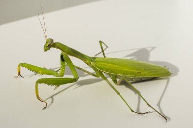 Bir kadın peygamber devesi. Yırtıcı böcek.