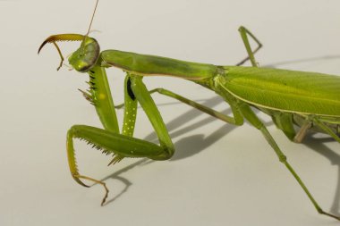 Bir kadın peygamber devesi. Yırtıcı böcek.