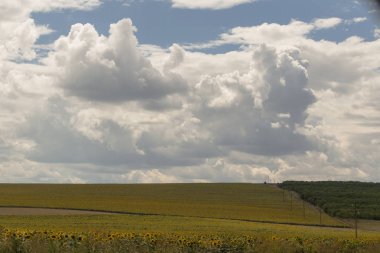 Bulutlar bir ayçiçeği ile bir alanın üzerinde.