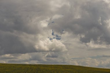Bulutlar bir ayçiçeği ile bir alanın üzerinde.