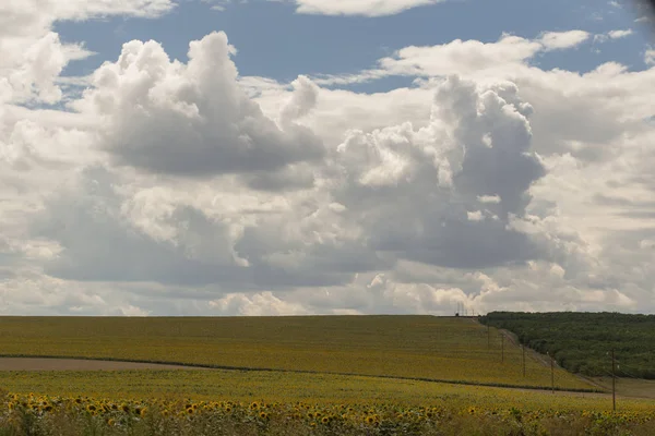 Bulutlar bir ayçiçeği ile bir alanın üzerinde.