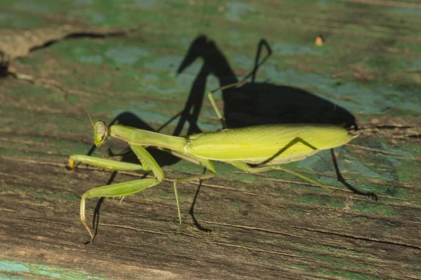 Female Mantis Predatory Insect — Stock Photo, Image