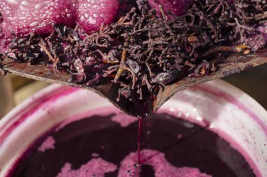 Şarap yapma. Şarap üretim teknolojisi. Şarap yapma halk geleneği. Moldova şarap üretimi. Üzüm işleme eski geleneği. Sıkacağı şarap basın için kullanılır. 