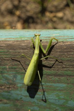 Bir kadın peygamber devesi. Yırtıcı böcek. Avrupa Bölgesi yaşayan fauna.