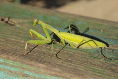 Bir kadın peygamber devesi. Yırtıcı böcek. Avrupa Bölgesi yaşayan fauna.