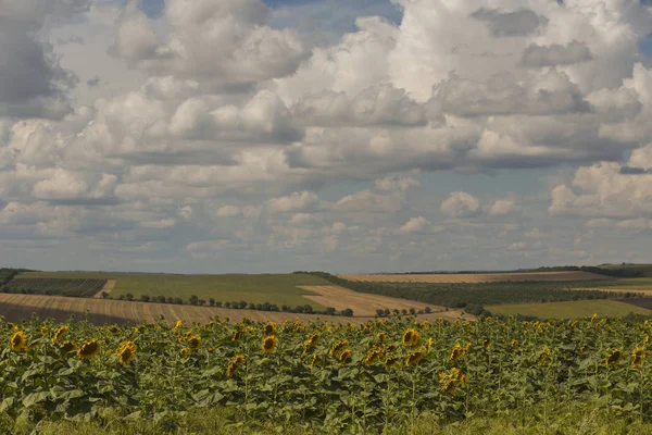 Clouds over a field with a sunflower. Agriculture in the European zone.